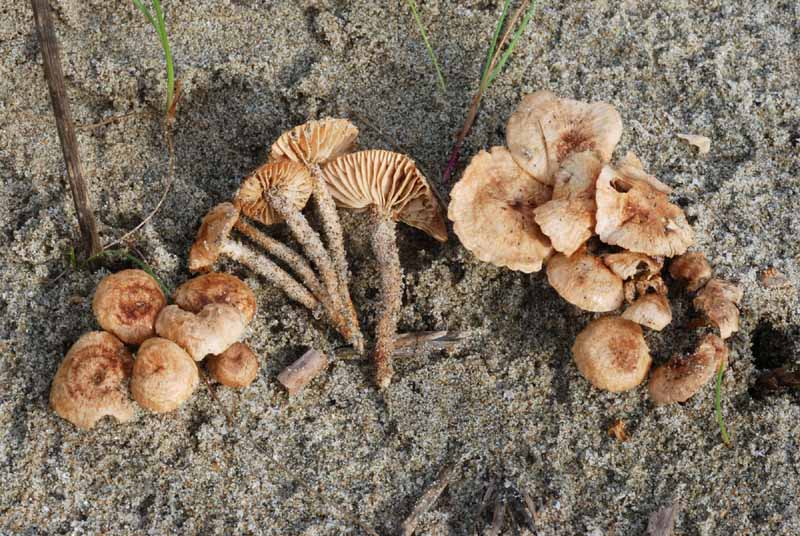 Funghi del litorale Romagnolo